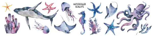 Sea Life Akvarel oceánských živočichů nastavit. izolované objekty, ilustrace na bílém pozadí. Pozadí akvária Námořní volně žijící živočichové — Stock fotografie