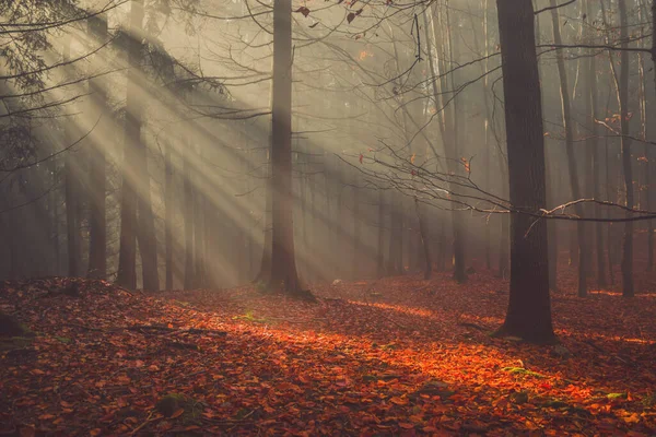 Осенний лес с разноцветными листьями и солнечными лучами в тумане — стоковое фото