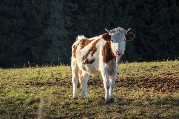 Vaca jovem - bezerro - em pasto, dia de outono brilhante — Fotografia de Stock