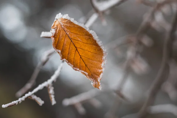 Uma folha congelada em um galho de árvore na floresta no inverno — Fotografia de Stock