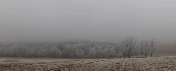 Frozen field and forest in the fog, covered with hoarfrost — Stock Photo, Image