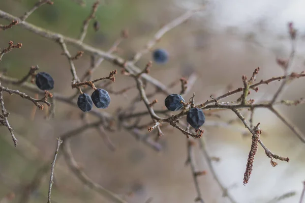 Los frutos congelados del espino negro en el arbusto en invierno — Foto de Stock