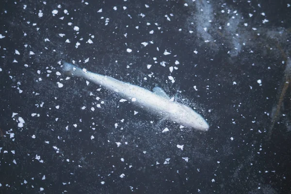 dead fish frozen in ice, in a frozen pond