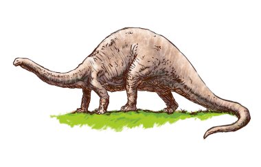 Brontosaurus - beyaz arkaplanda renk çizimi