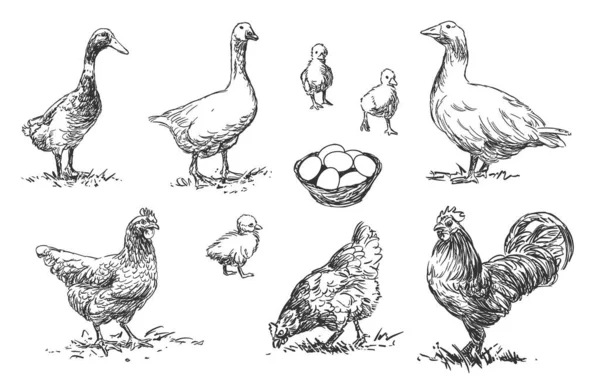 Poultry - set of farm animals illustrations, black and white drawings — Stock Vector