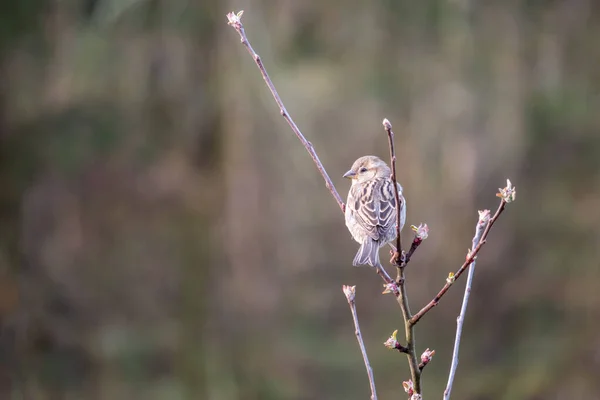 Птица - один воробей на ветке дерева — стоковое фото