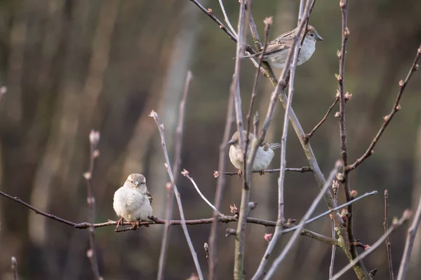 Vogel - drei Sperlinge auf einem Ast — Stockfoto