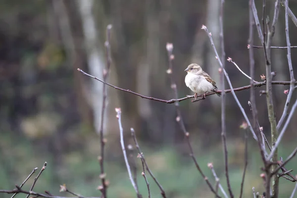 鸟儿- -树枝上的一只麻雀 — 图库照片