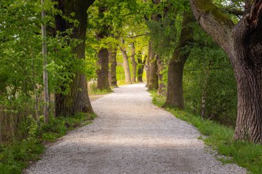 Ormanda bir patika var.