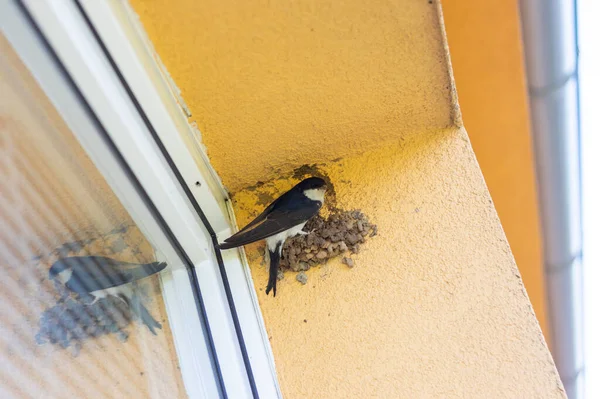 Hausmartin baut ein Nest an der Wand vor dem Fenster — Stockfoto