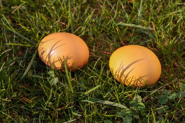 Paaseieren, twee geverfde kippeneieren in het gras — Stockfoto