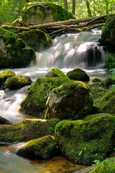 Пороги на дикій річці в лісі вода, що тече над скелями — стокове фото