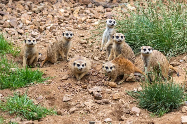 Group of meerkats - meerkats look in one direction — Stock Photo, Image