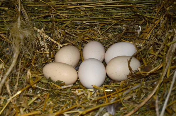 Kuřecí Vejce Leží Hnízdě Slámy Zblízka — Stock fotografie