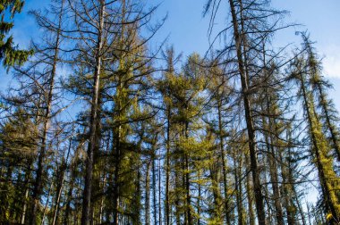 Çam ağaçlarının tacı mavi gökyüzüne karşı yakından bakmaktır.