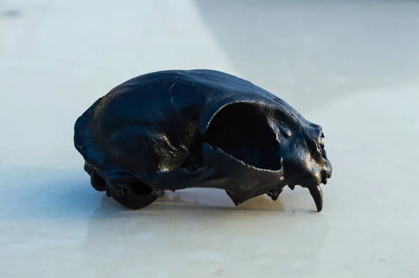 Crâne Animal Noir Détail — Photo