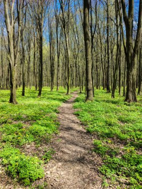 Güzel bir ormanda patika kapalı.