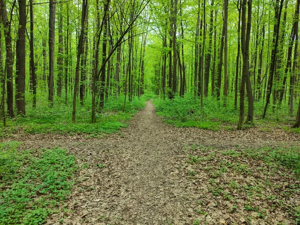 Cruzamentos Caminhos Floresta Perto — Fotografia de Stock