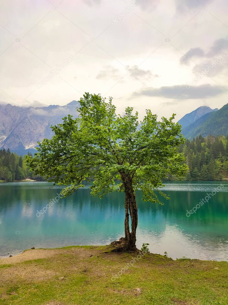 Beautiful tree by the lake with a landscape of mountains close up.