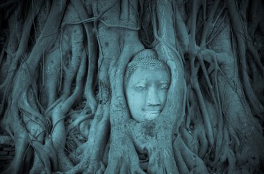 Wat Mahathat, Ayutthaya, Tayland, genel temple adlı bir ağaçta Buda kafa kum taş