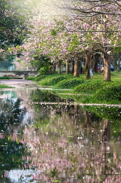 satır Park lake ile pembe trompet ağacının