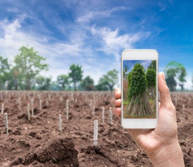 Kadın el alarak mobil akıllı telefon tutarak fotoğraf portre alanının başlangıç ekimi Cassava veya manyok bitki, Tayland