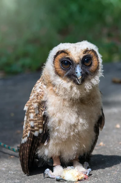 野生動物公園で若いフクロウ — ストック写真