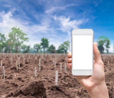 Kadın el alarak mobil akıllı telefon tutarak fotoğraf portre alanının başlangıç ekimi Cassava veya manyok bitki, Tayland
