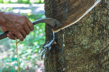 Eller eski Ovucu Ağaç kesme 