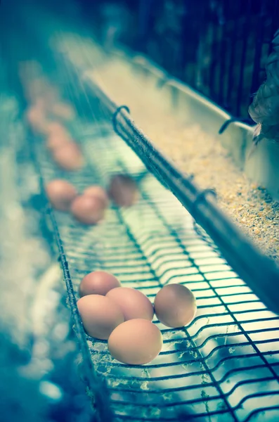 Uova e allevamento di polli — Foto Stock