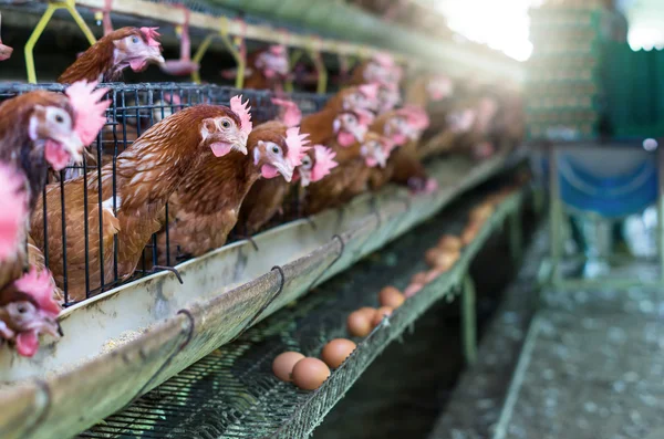 Huevos y granja de pollos —  Fotos de Stock