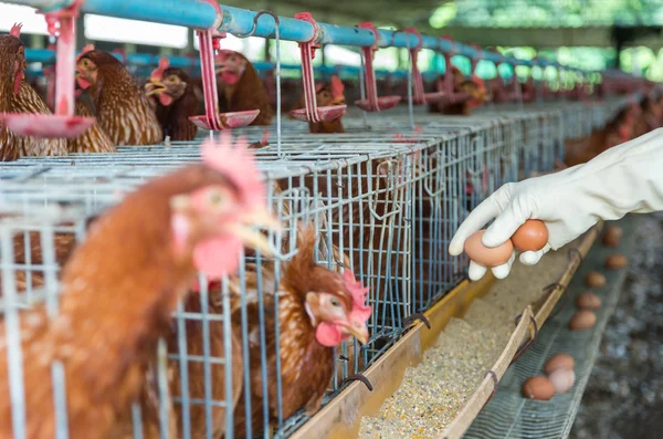 Hand pick eggs — Stock Photo, Image