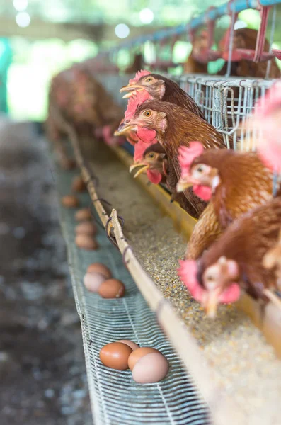 Eggs and chicken farm — Stock Photo, Image