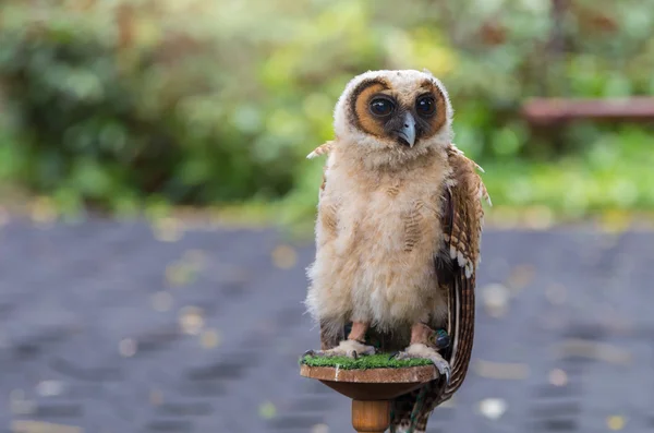 若いかわいいフクロウ — ストック写真