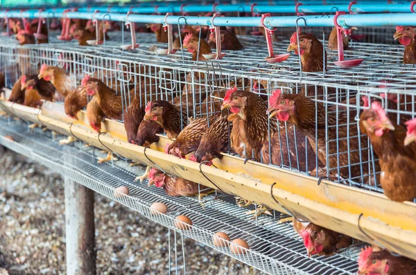 Αυγά και αγρόκτημα κοτόπουλου — Φωτογραφία Αρχείου