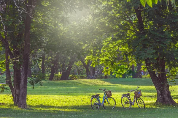 Classic Bicycles in Park — Stock Photo, Image