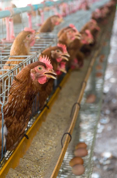 Eggs and chicken farm — Stock Photo, Image