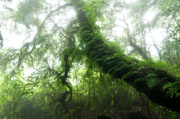 Bela floresta tropical na Tailândia — Fotografia de Stock