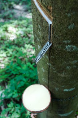 Kauçuk ağacı sütü