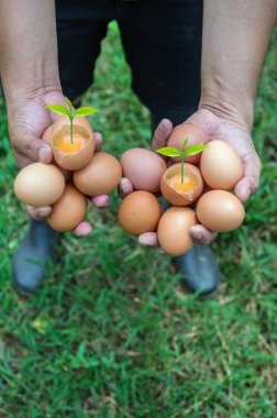 Bitkiler ile yumurta holding eller