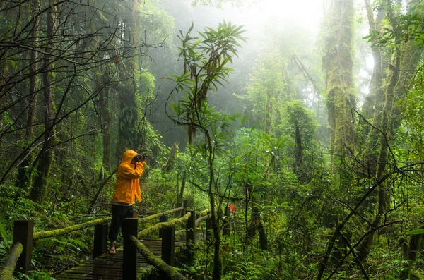 旅行者拍照在美丽森林 — 图库照片