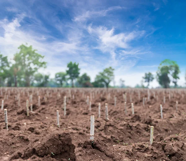 Manioc field at Thailand — Stock Photo, Image