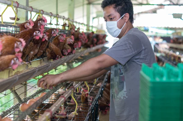 Agricultor joven recogiendo huevos —  Fotos de Stock