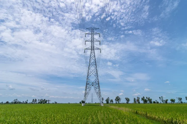 Poste de eletricidade sobre o campo de arroz — Fotografia de Stock