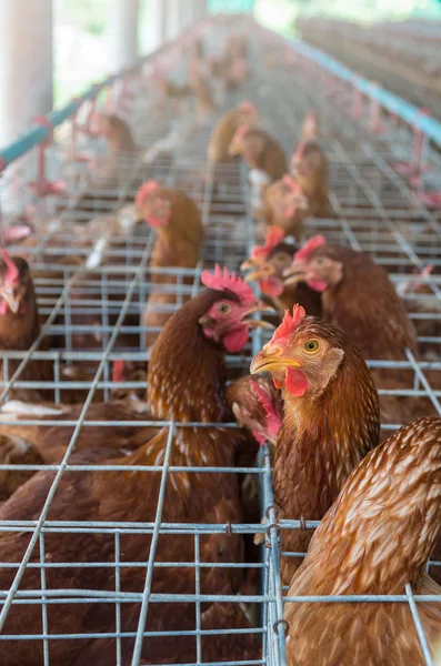 Αυγά και αγρόκτημα κοτόπουλου — Φωτογραφία Αρχείου