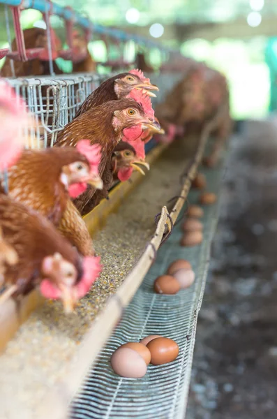 Eggs and chicken farm — Stock Photo, Image