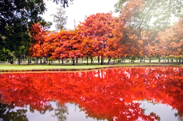 Beaux arbres dans le parc — Photo