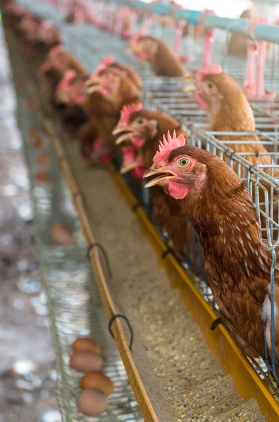 Eggs and chicken farm — Stock Photo, Image