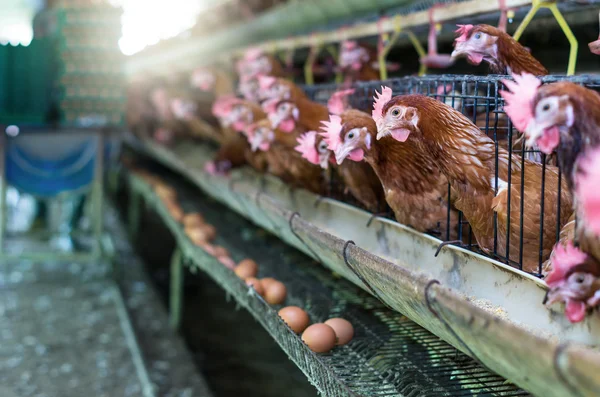 Eier und Hühnerfarm — Stockfoto