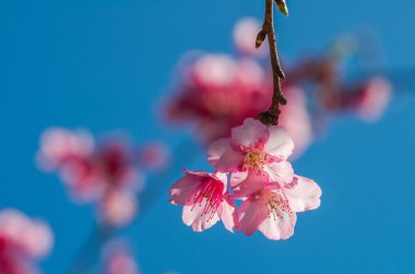 Güzel pembe Sakura 
